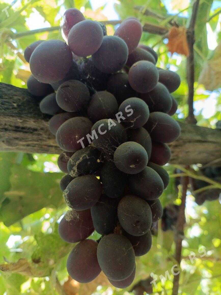 Üzüm - Türkmenabat - img 2