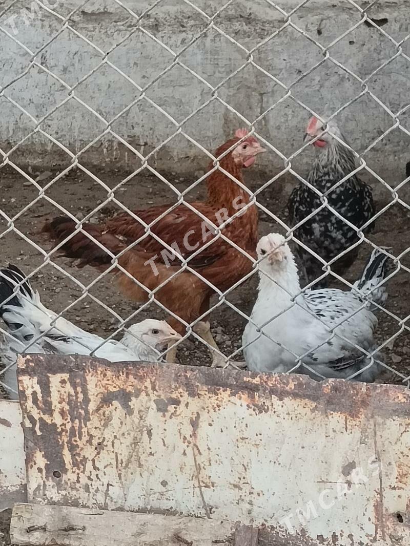 Armiyan juyjeler - Balkanabat - img 2