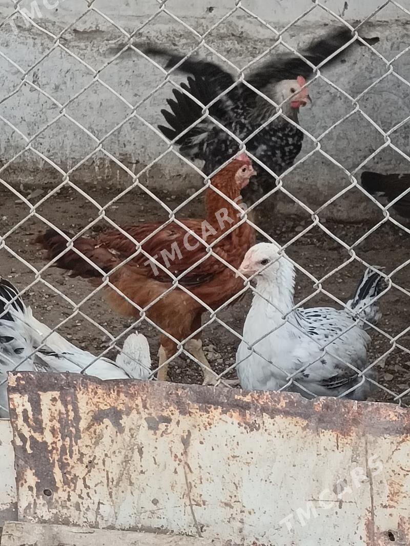 Armiyan juyjeler - Balkanabat - img 3