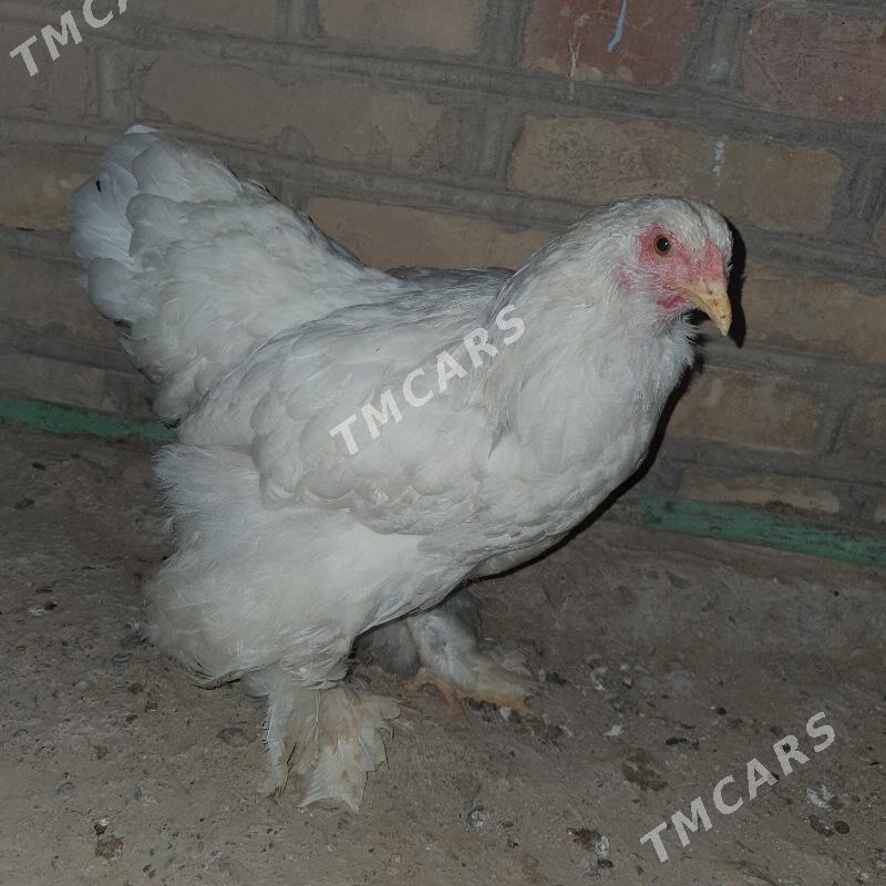 Brama maki - Mary - img 2