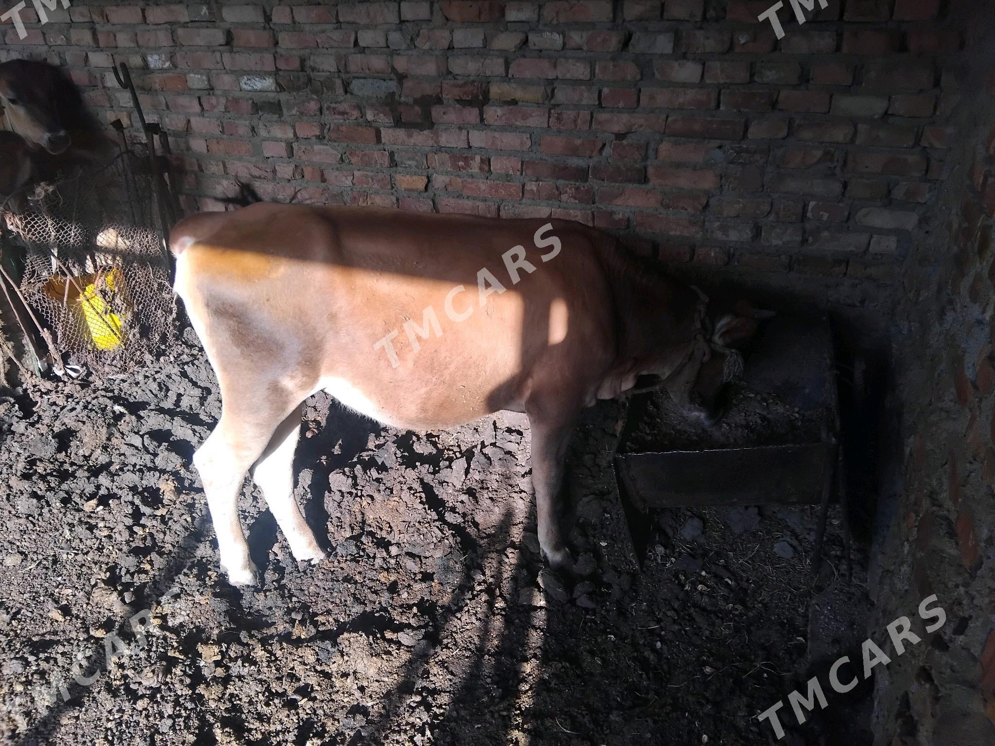 gacar - Bereket - img 2