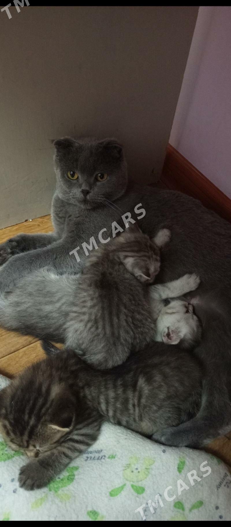 Шотландский - Türkmenabat - img 7