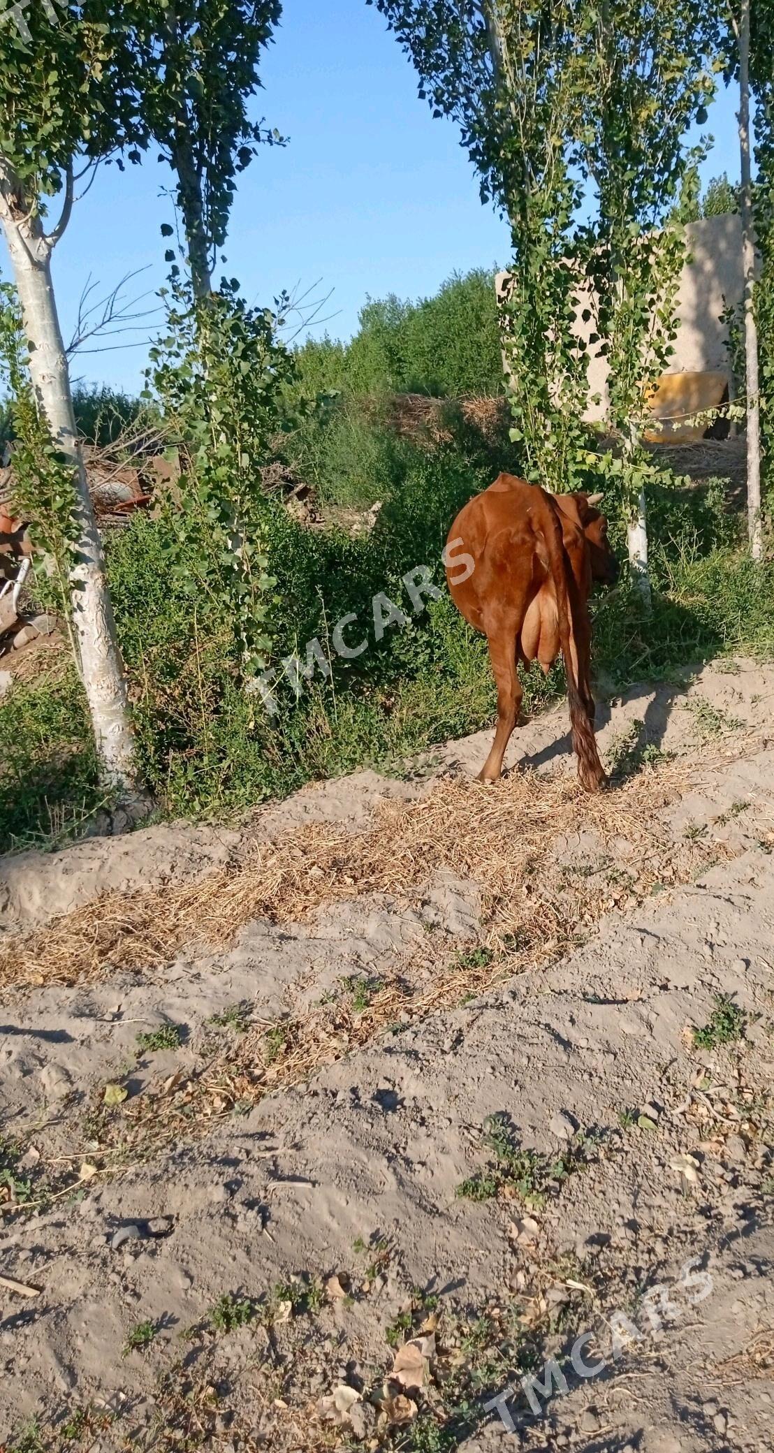 gololi sygyz - Görogly (Tagta) - img 3