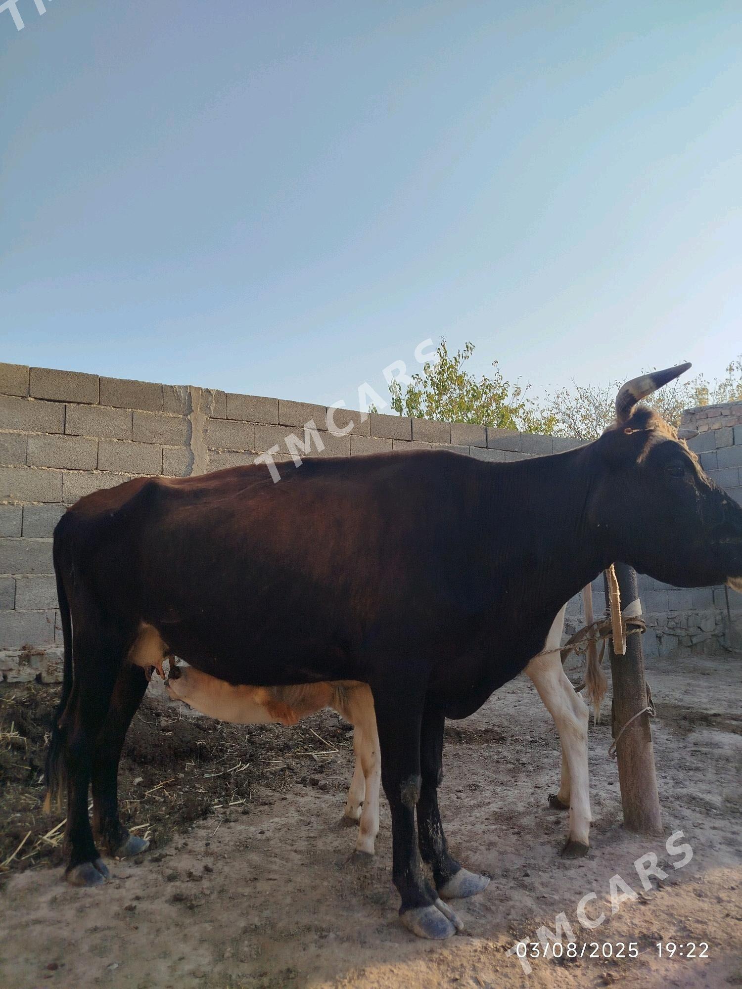 Sygyr goleli - Bereket - img 2