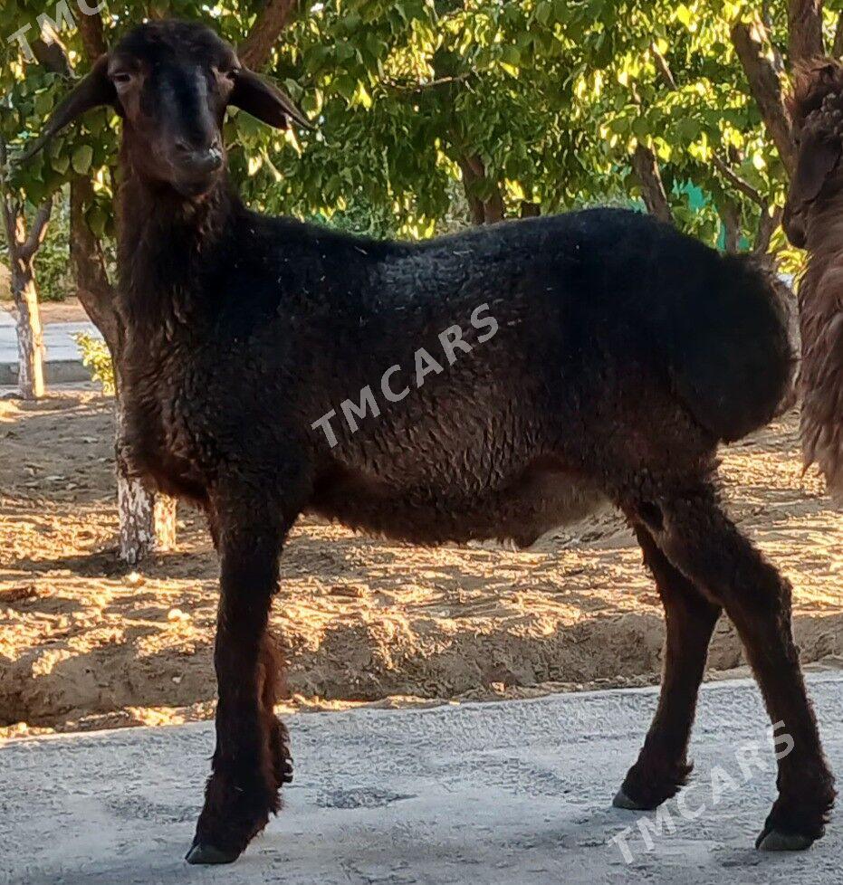 TOKLULAR - Täze zaman - img 2