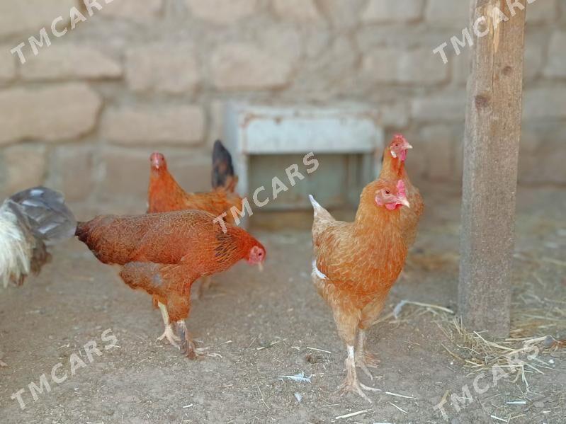 Tawuk - Türkmenbaşy - img 2