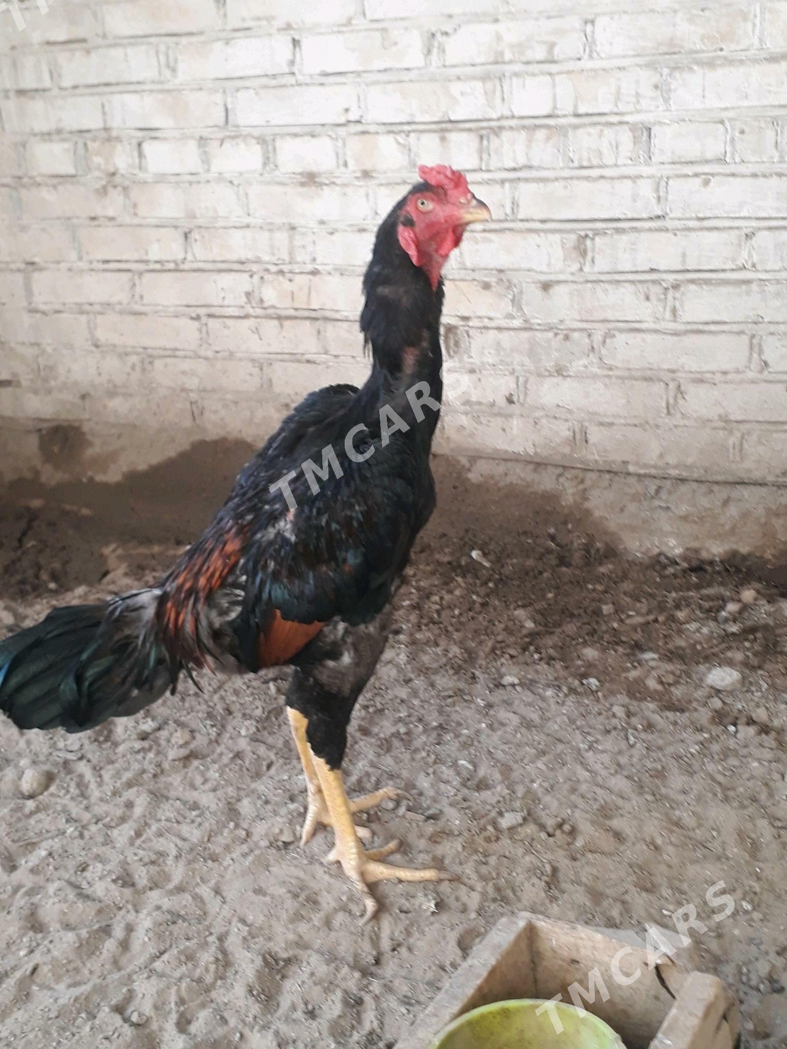 horaz - Mary - img 2