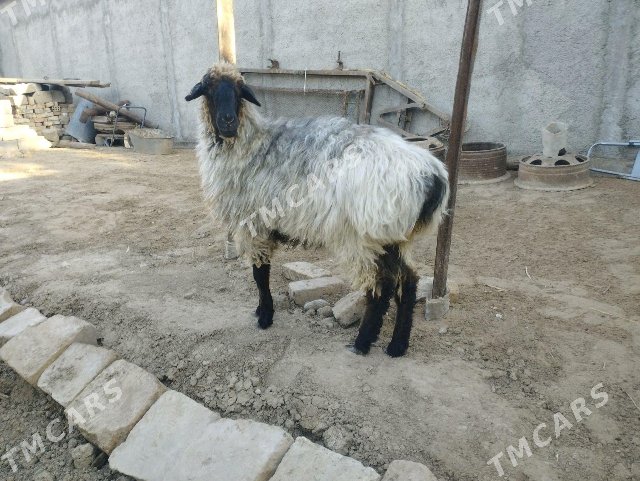 işşek - Aşgabat - img 2
