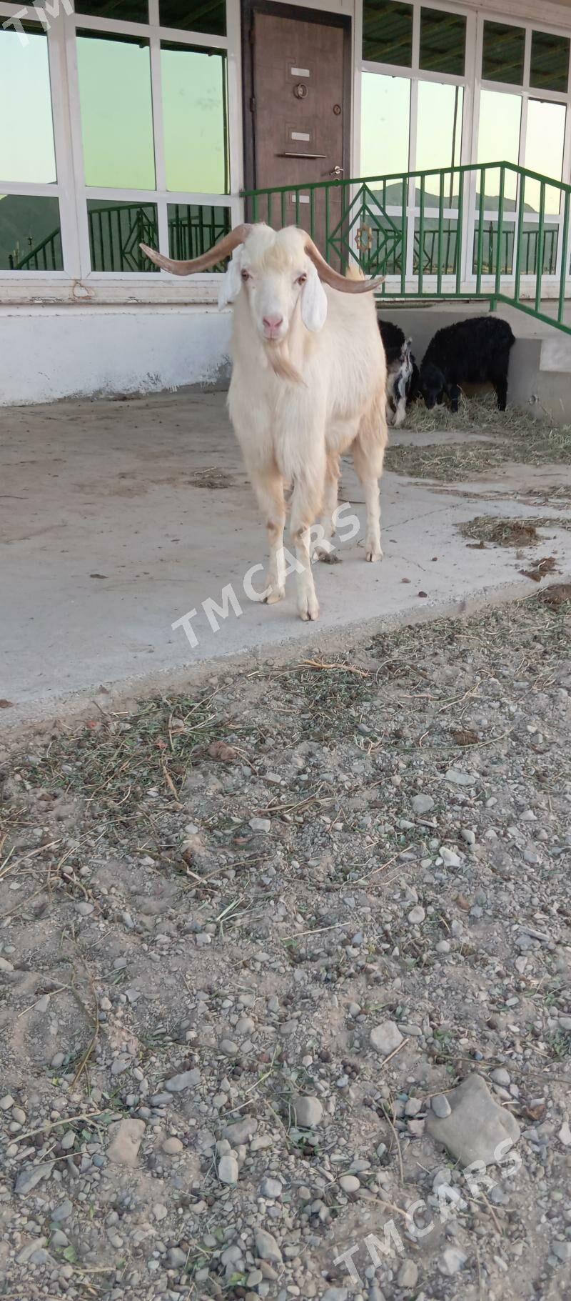 teke - Gyzylarbat - img 3