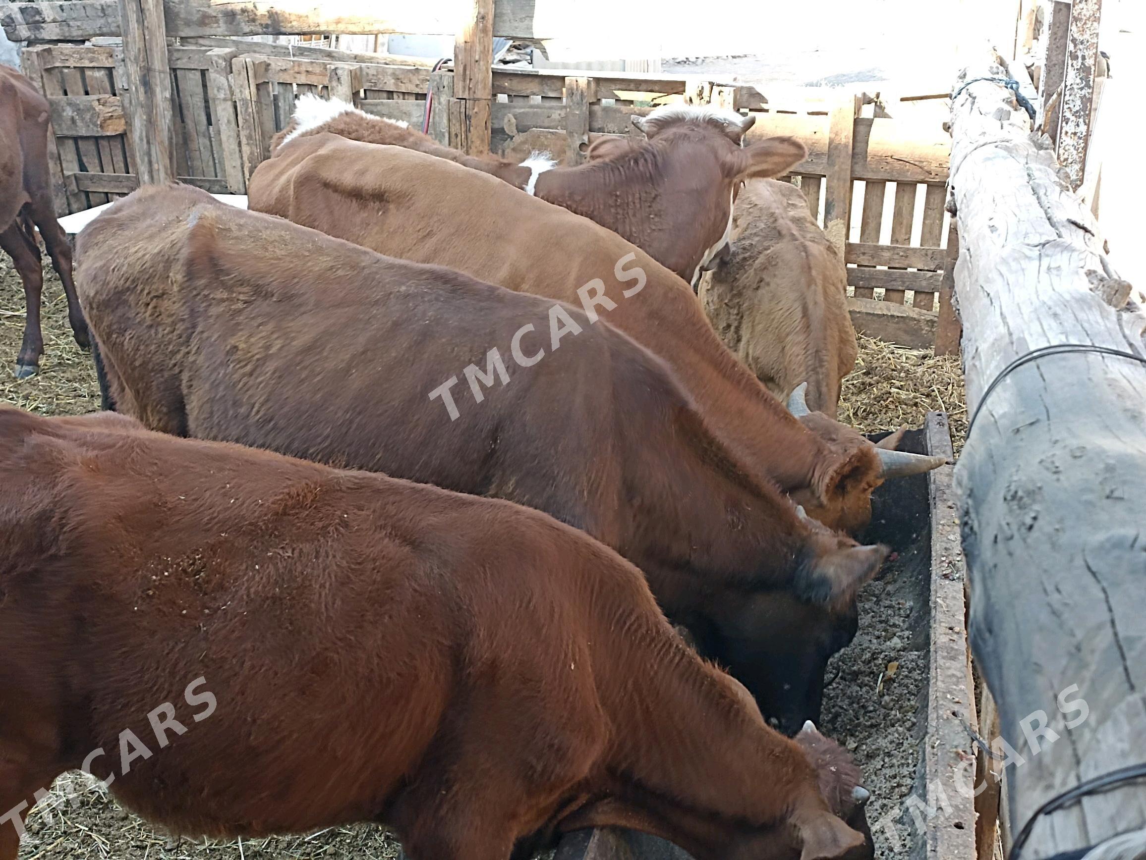 öküzçe tüwe öküz göle - Ашхабад - img 9