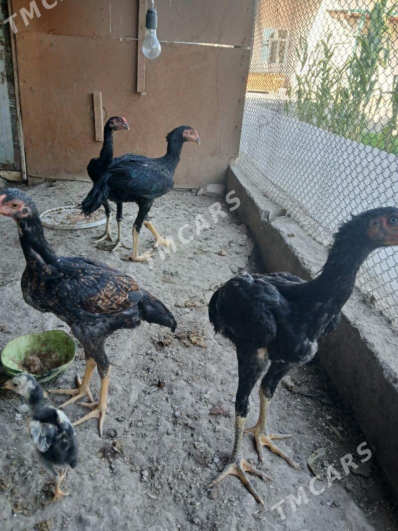 horaz - Şabat etr. - img 2