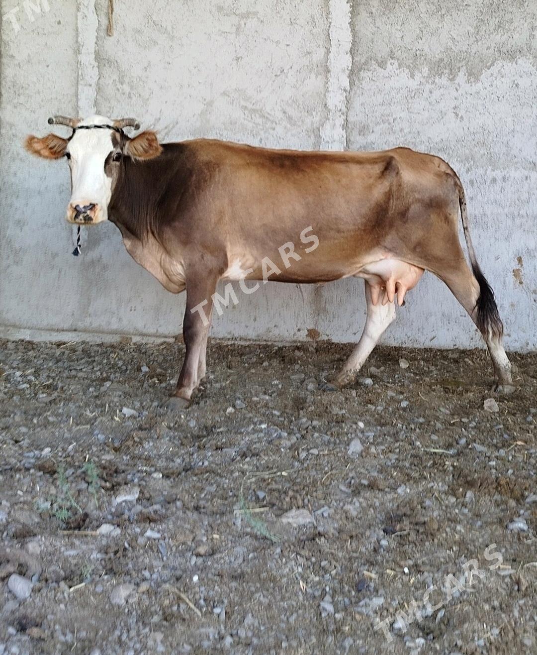 Göleli Sygyr - Gökdepe - img 2