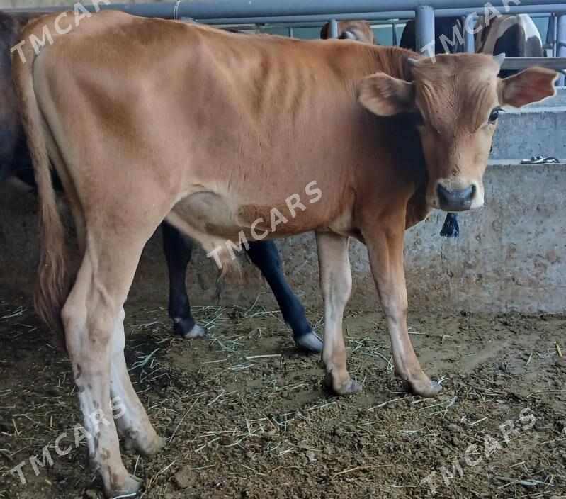 25sany Okuzler Tuweler - Büzmeýin - img 2