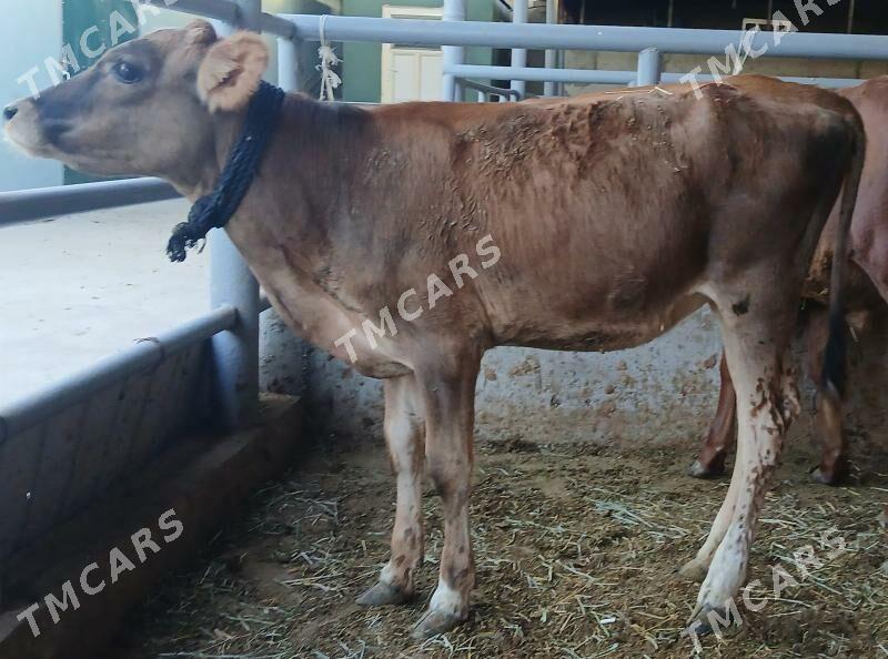 25sany Okuzler Tuweler - Büzmeýin - img 3