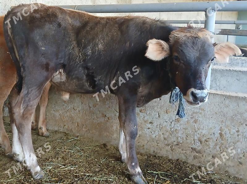 25sany Okuzler Tuweler - Büzmeýin - img 4