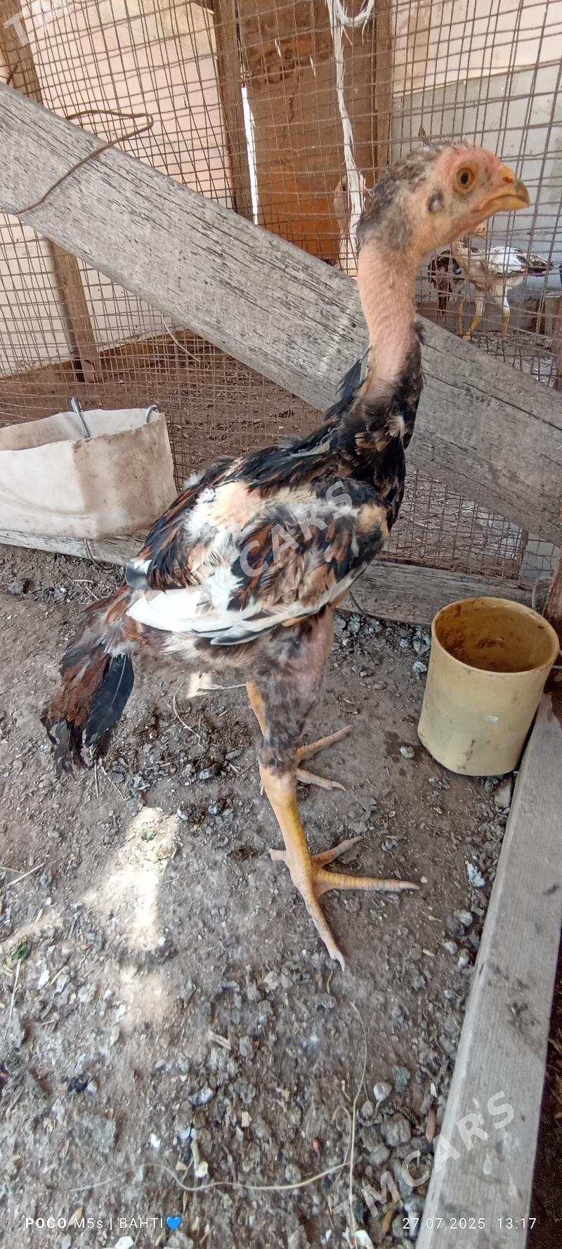 baysow jujeler - Sakar - img 2