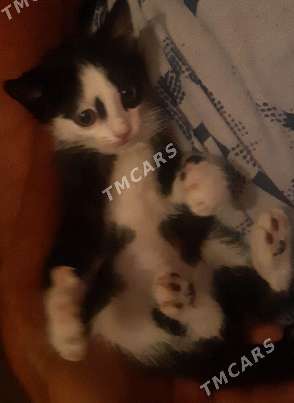 Котёнок девочка - Туркменабат - img 2