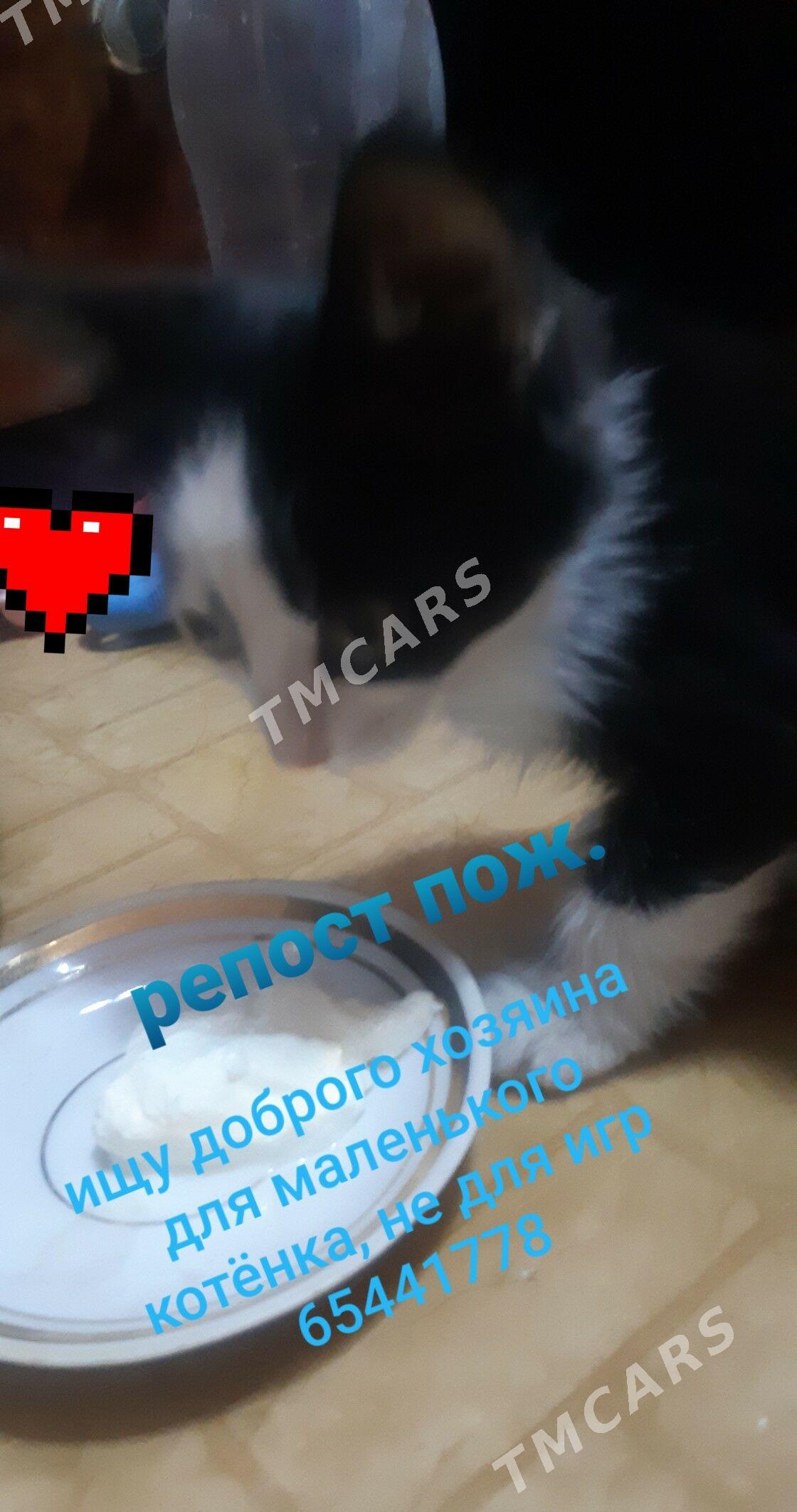 Котёнок девочка - Туркменабат - img 4
