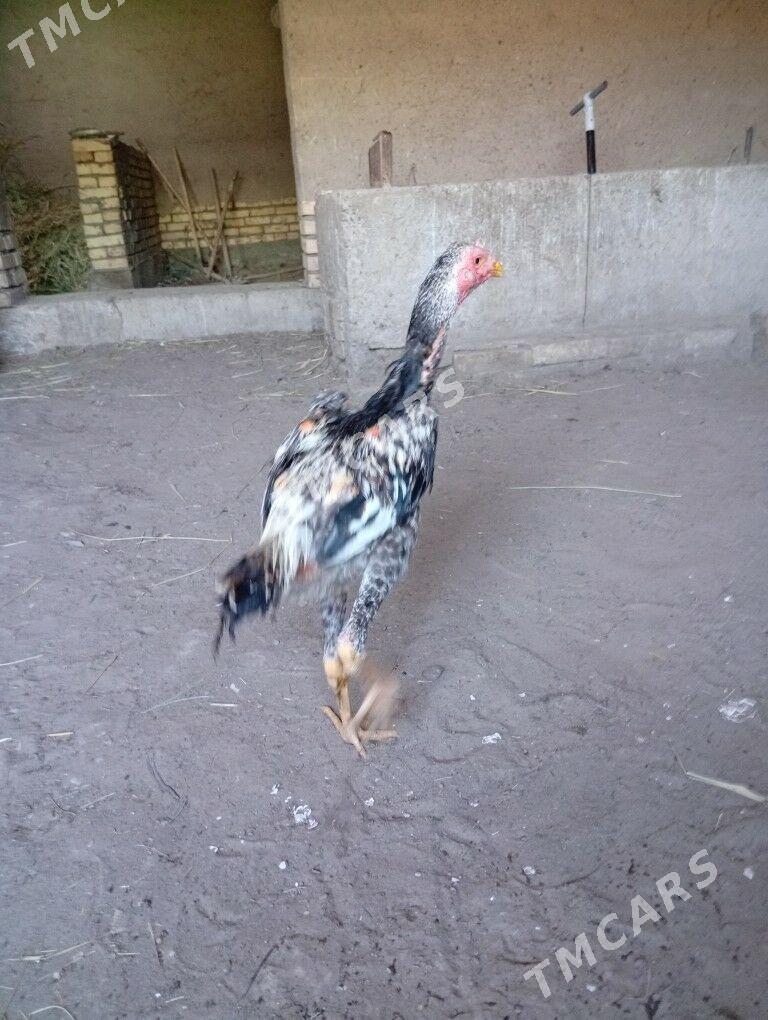 horaz - Şabat etr. - img 2