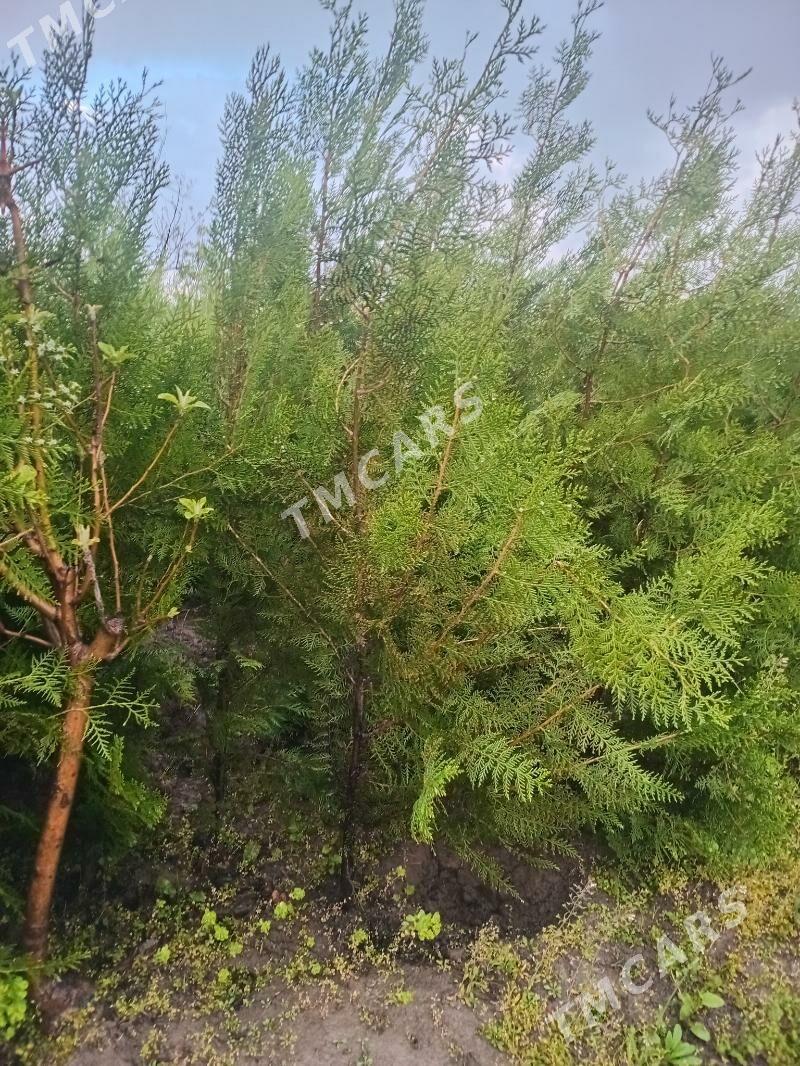 Tuýa ýolka - Багир - img 3
