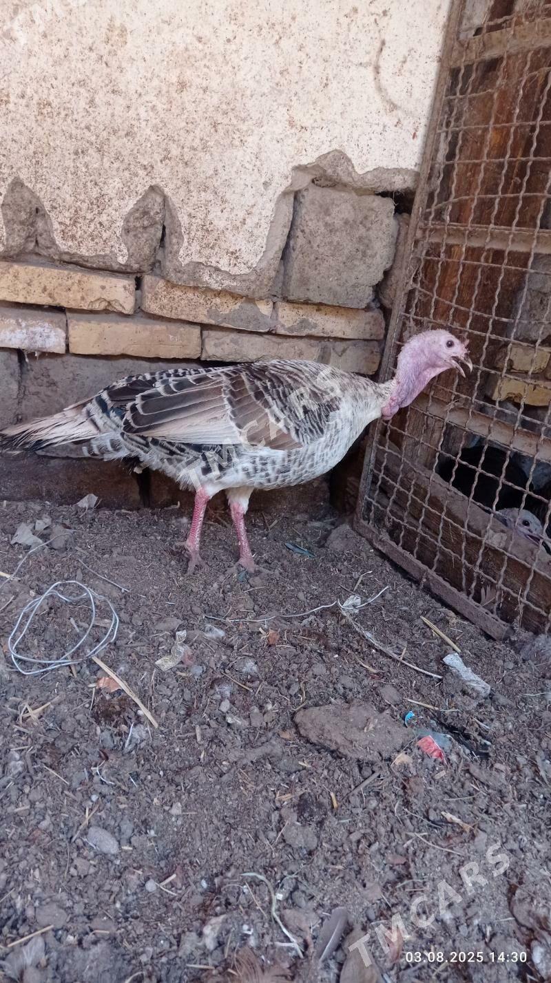 semiz induklar - Türkmenabat - img 2