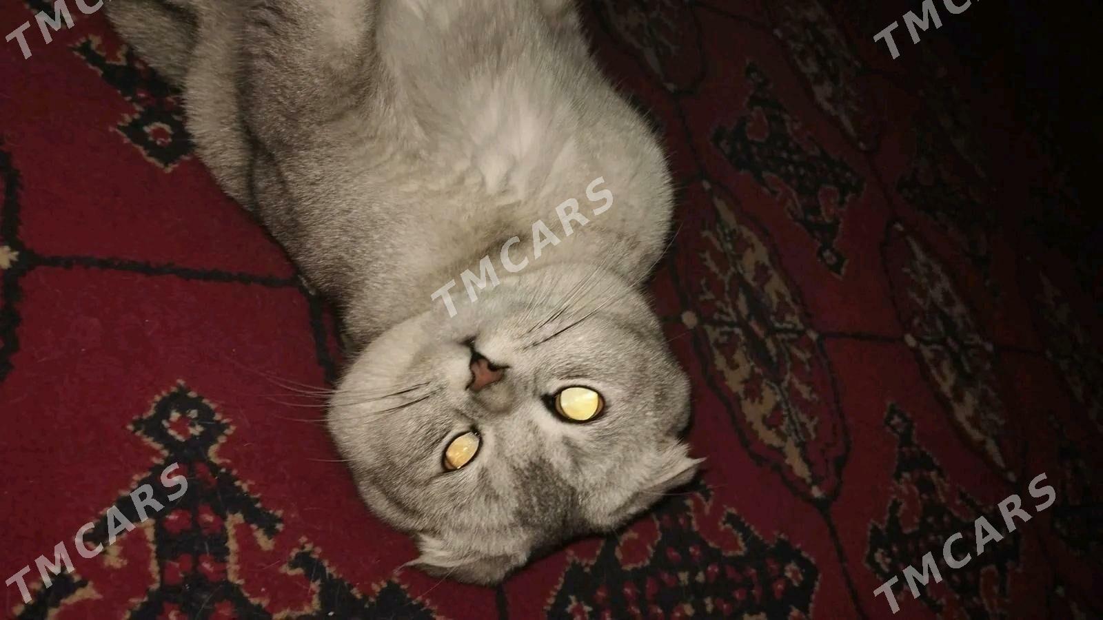 шотлаский - Дашогуз - img 2