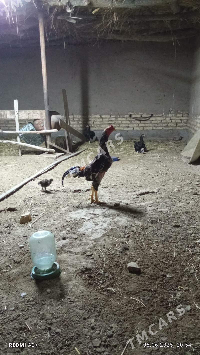 horaz - Şabat etr. - img 2