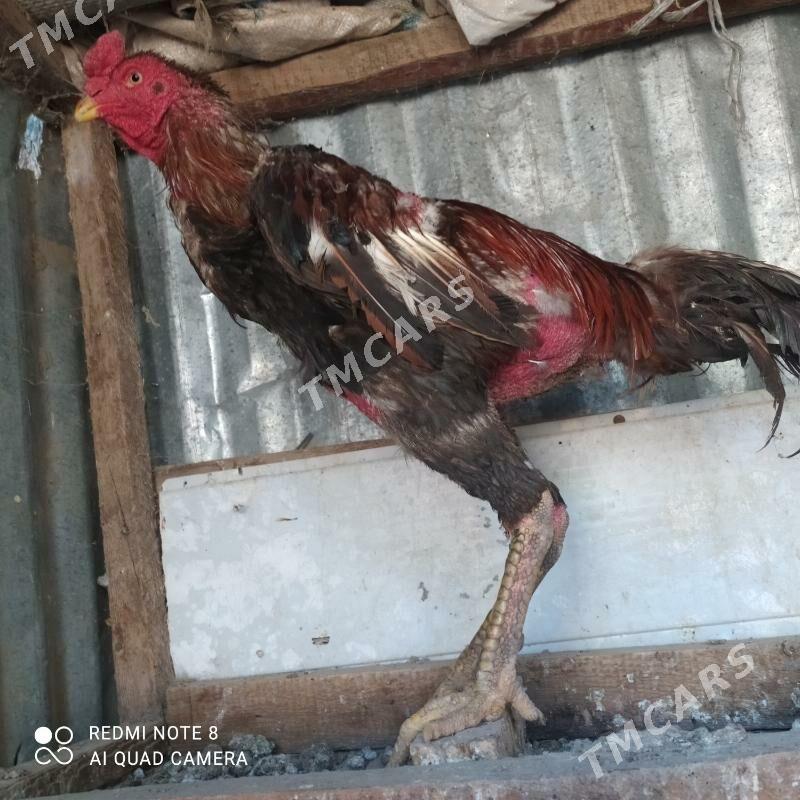 boysow - Türkmenabat - img 2