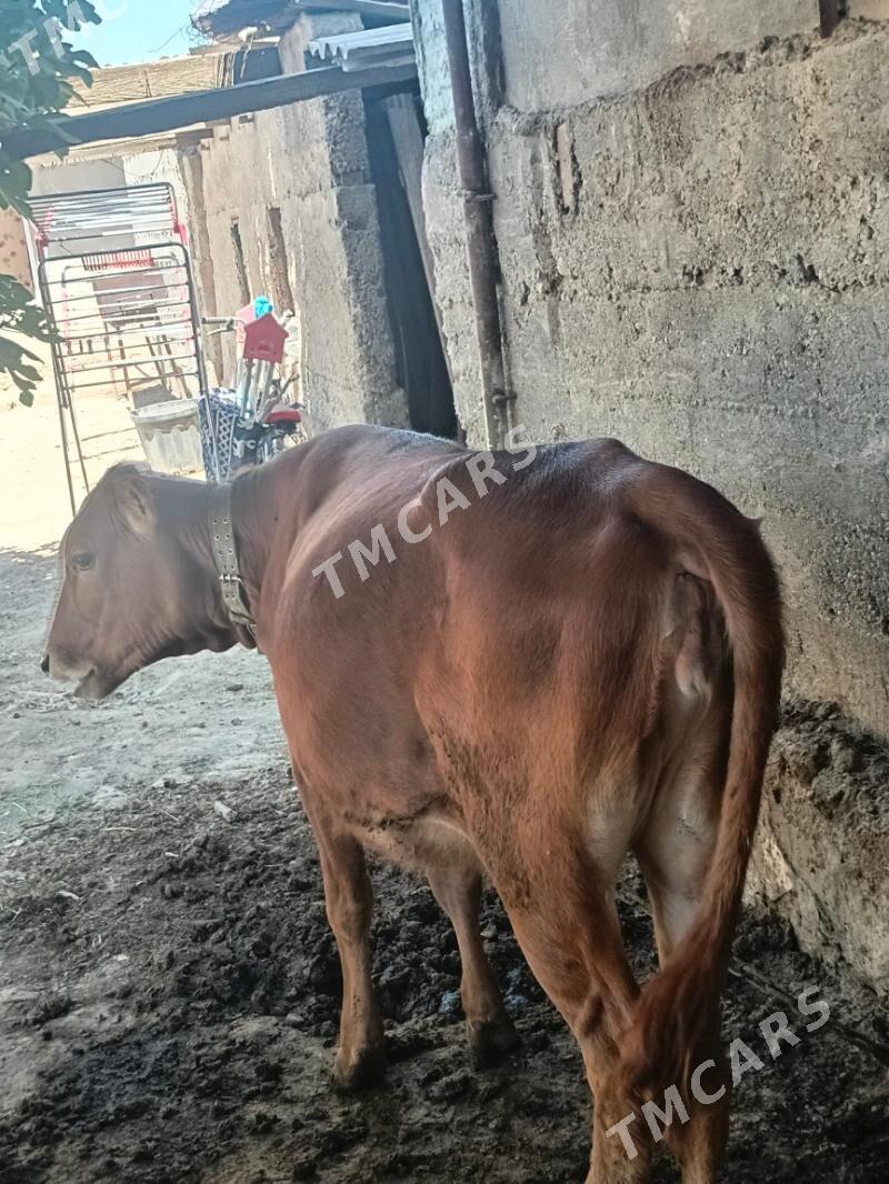 göle - Gökje - img 2