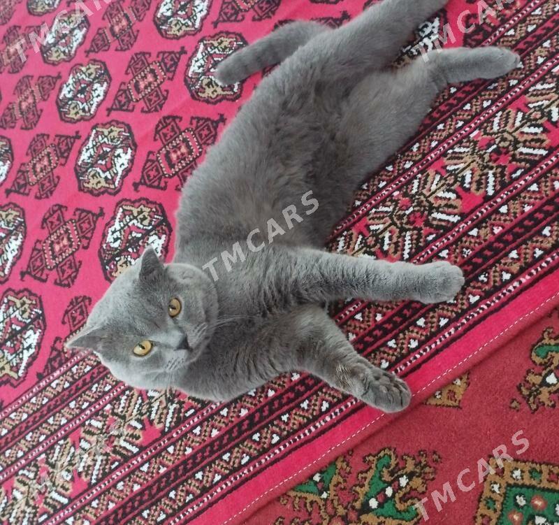 Shatlanskiy oglan pişik - Daşoguz - img 2