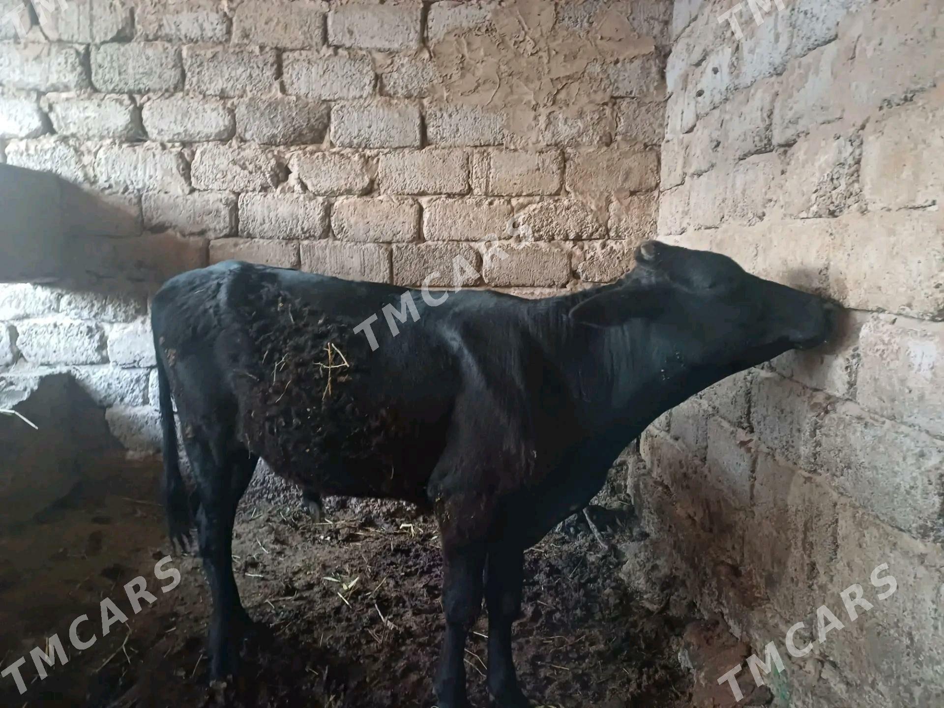 Okuz - Büzmeýin - img 2
