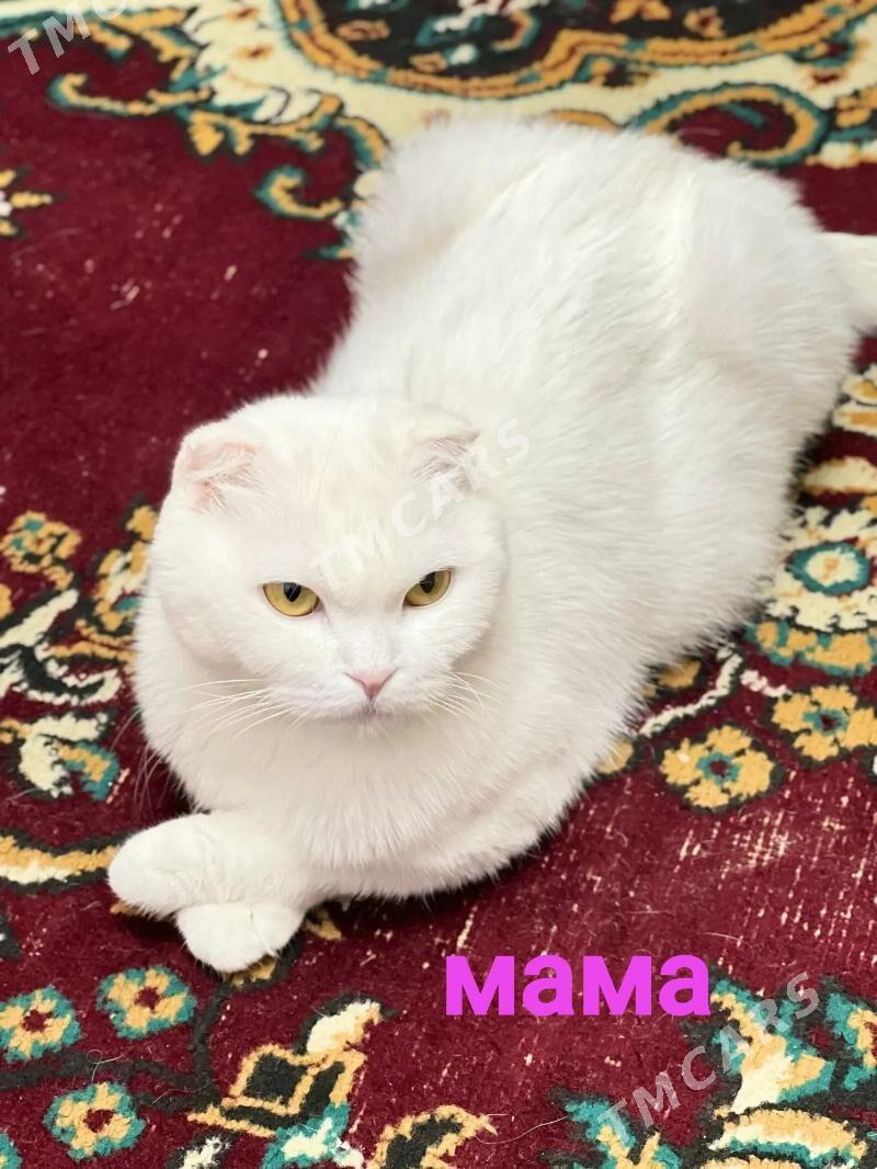 вислоухие котята - Mary - img 6