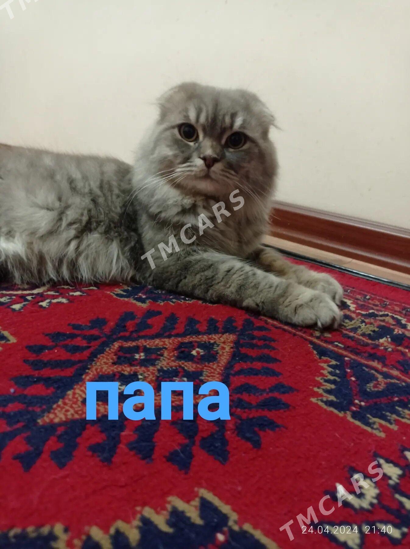 вислоухие котята - Mary - img 5