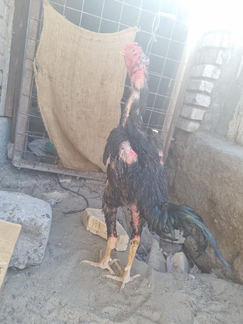 Horaz - Türkmenabat - img 3