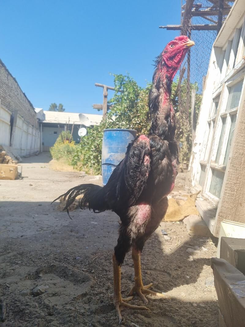 Horaz - Türkmenabat - img 6