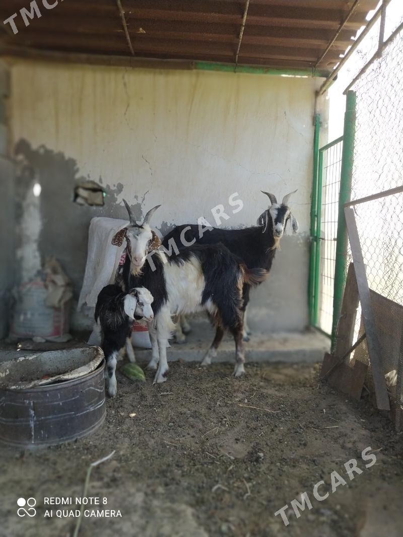 Geçi Owlakly geçi. - Gyzylarbat - img 2