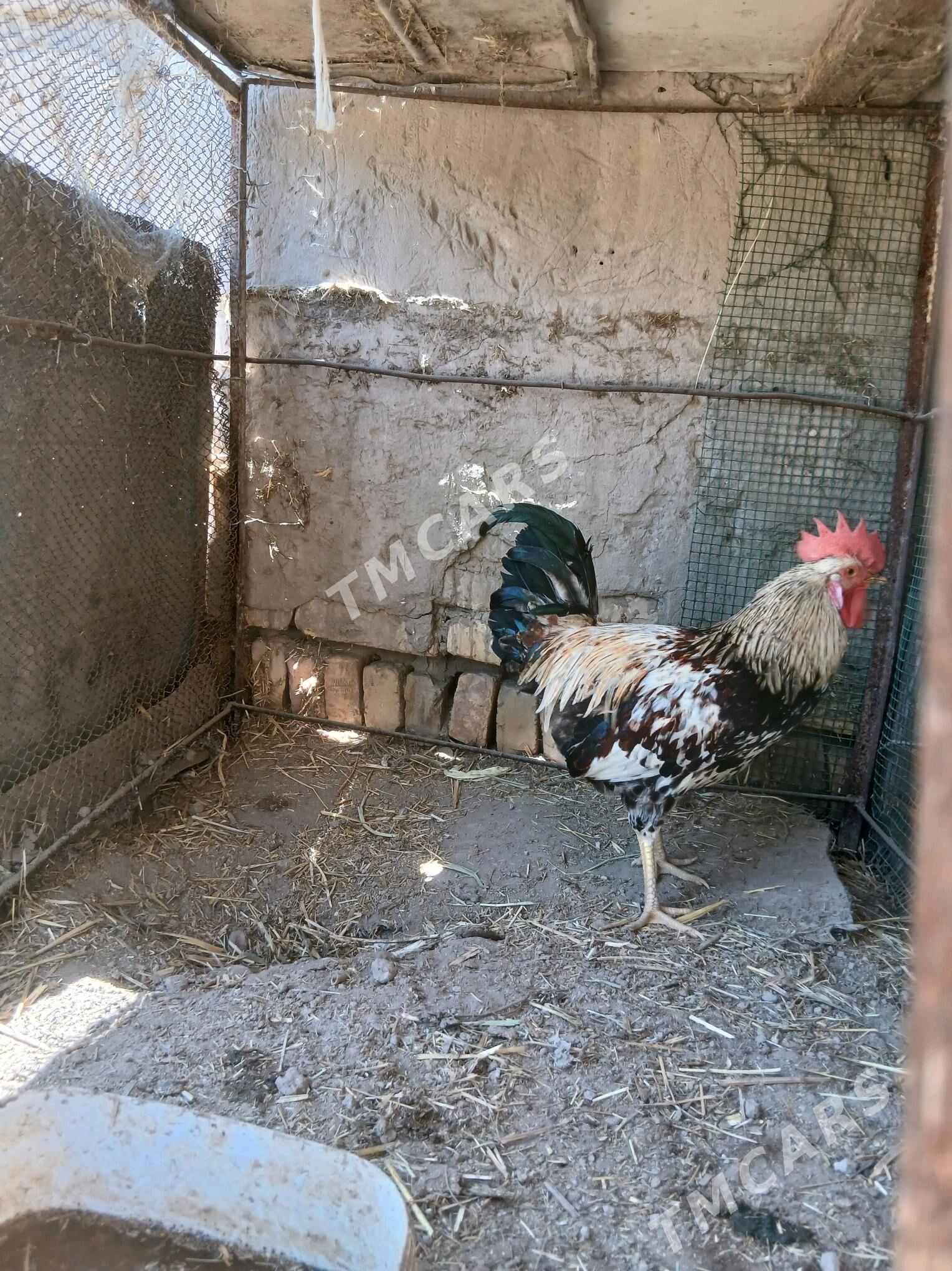 Gigant horaz - Türkmenabat - img 2
