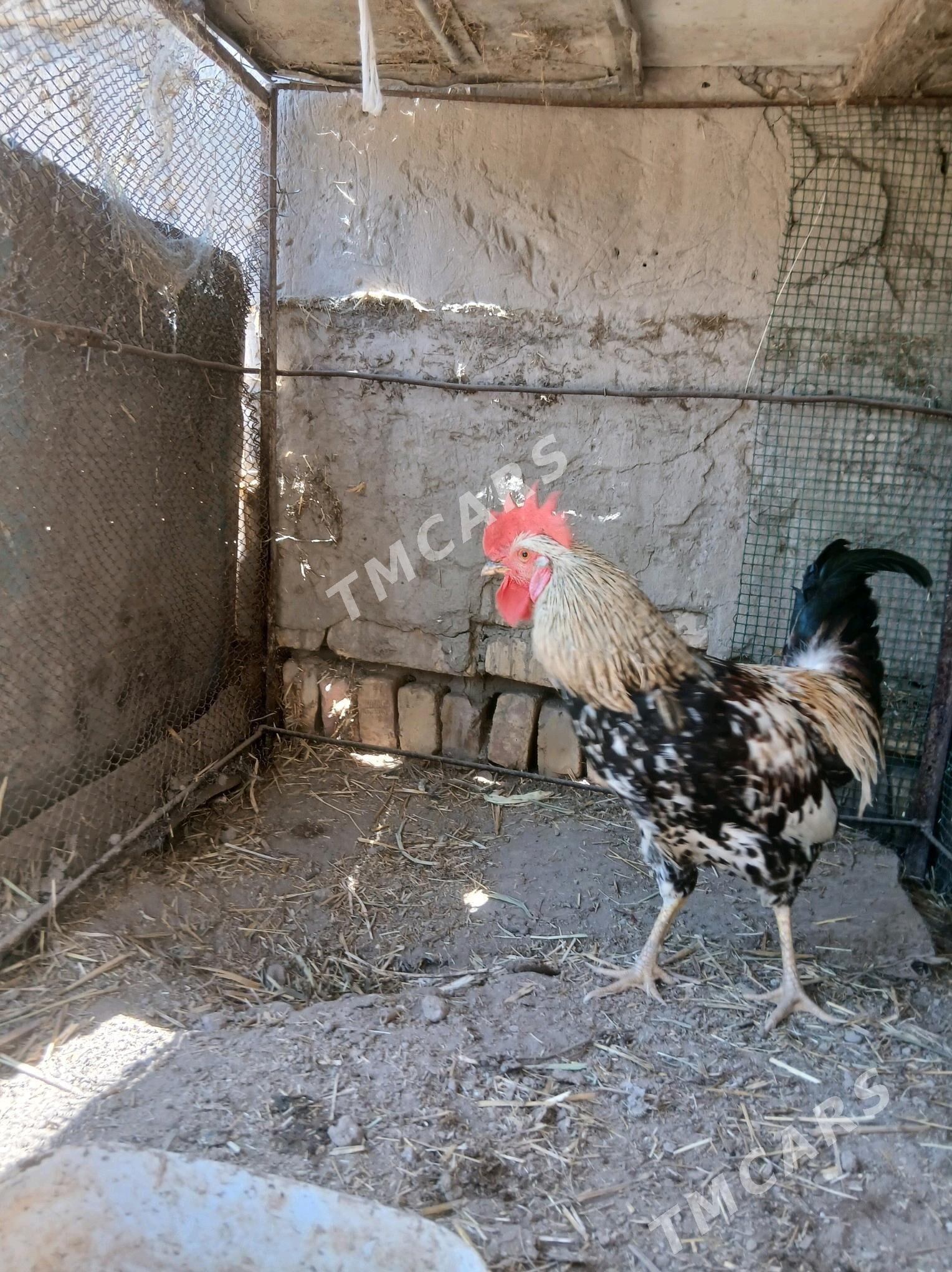Gigant horaz - Türkmenabat - img 3
