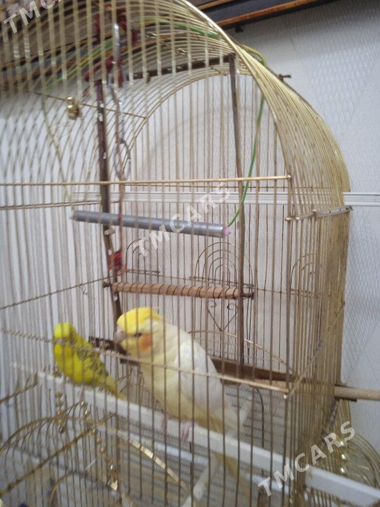 Guşlar - Мир 5 - img 2