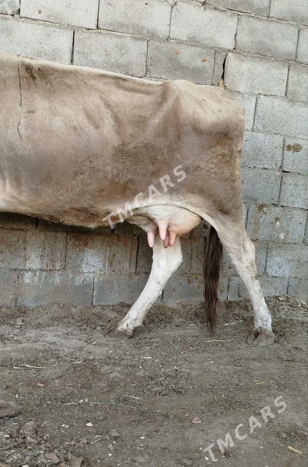 GÖLELİ SYGYR - Gökdepe - img 2