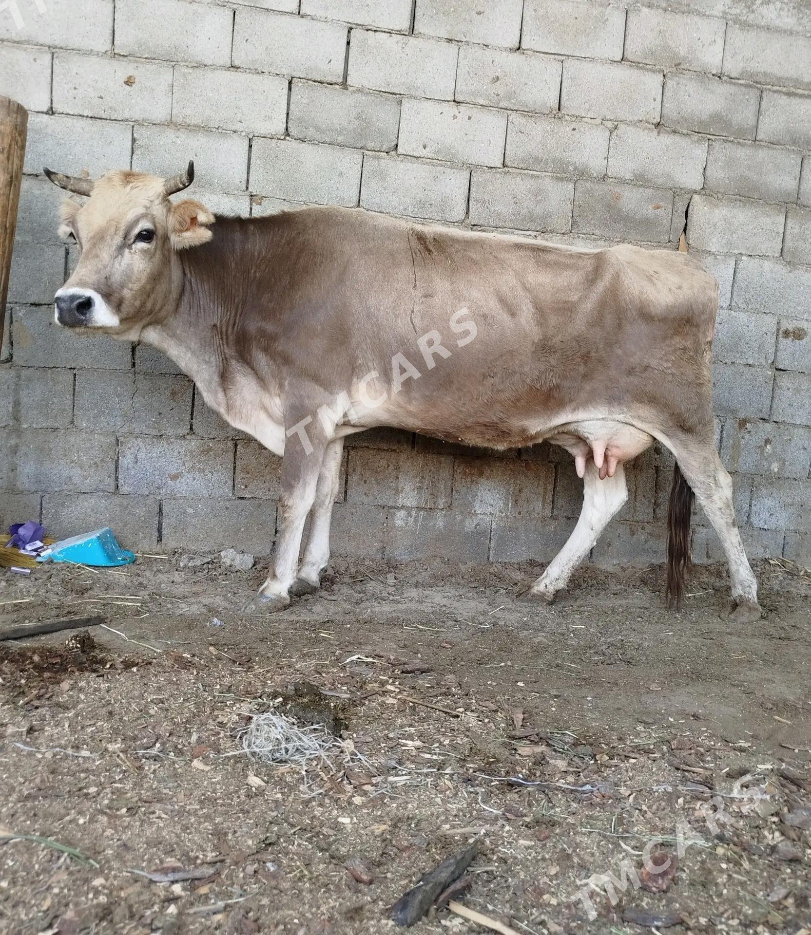GÖLELİ SYGYR - Gökdepe - img 3