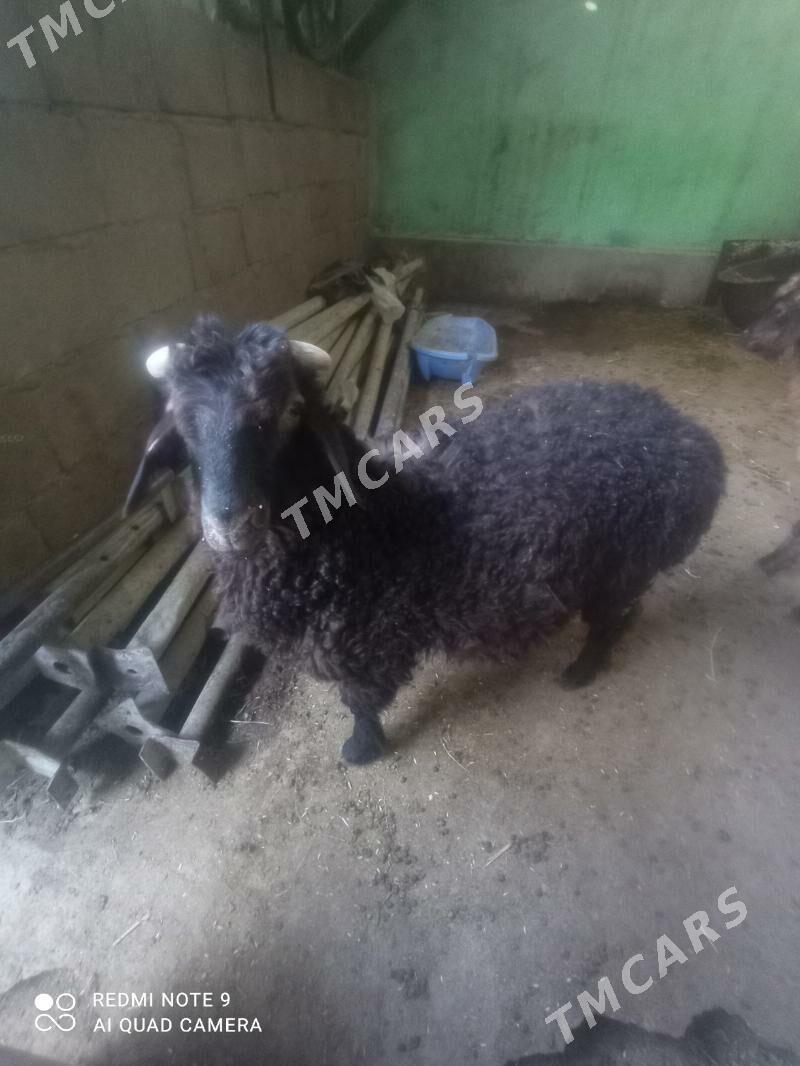 tokli - Hitrowka - img 3