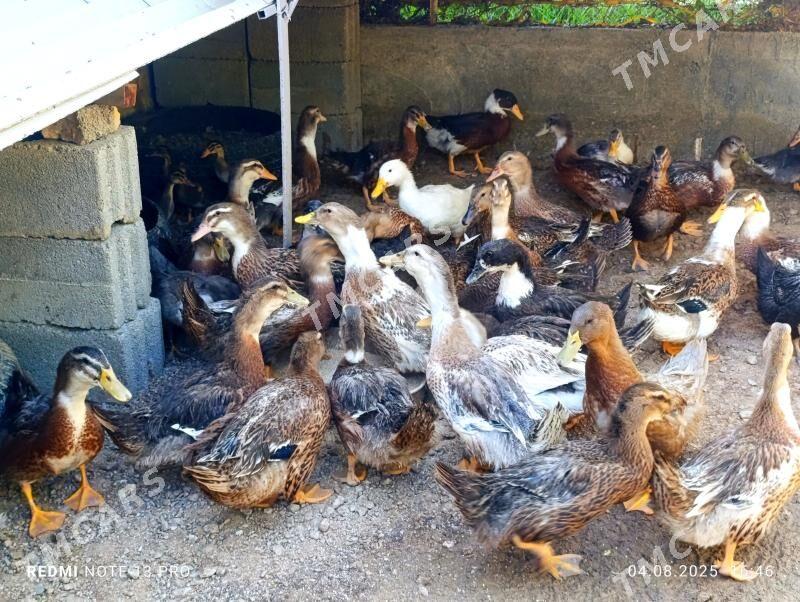 Ördek ýaşyl baş tohum - Gökdepe - img 3