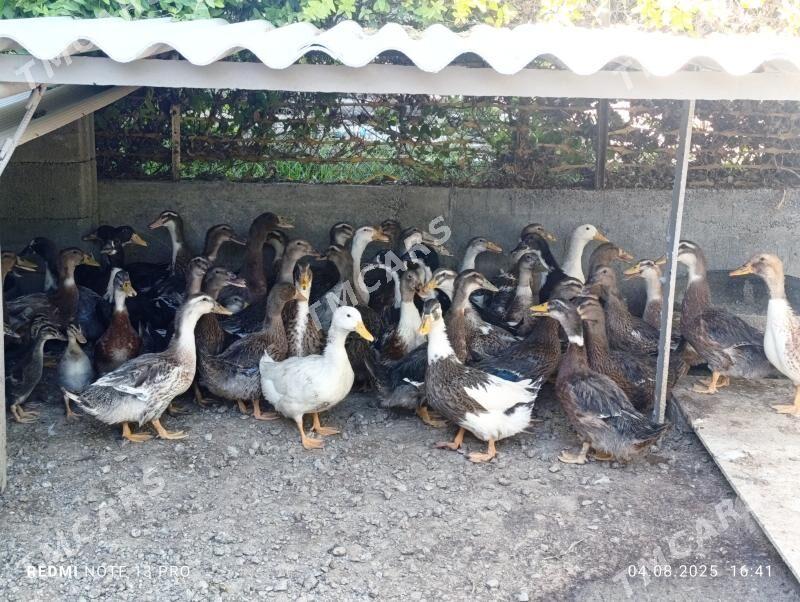 Ördek ýaşyl baş tohum - Gökdepe - img 2