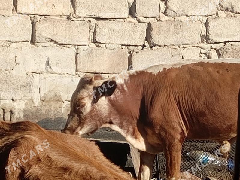 öküzçe tüwe öküz göle - Ашхабад - img 5