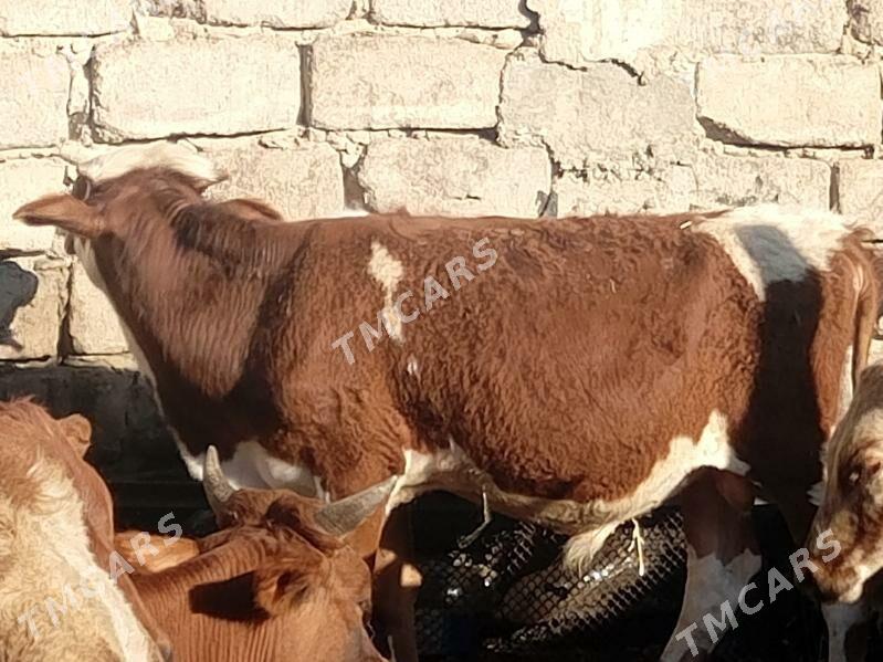 öküzçe tüwe öküz göle - Ашхабад - img 4