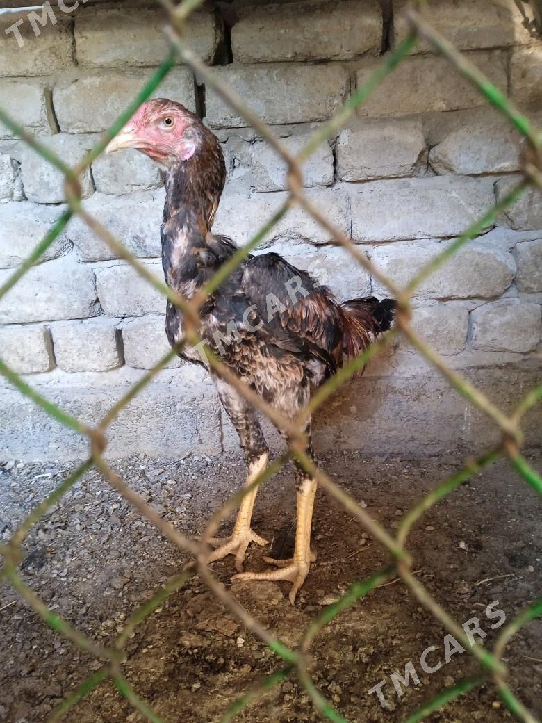 Taşgent jüje.. - Ашхабад - img 3