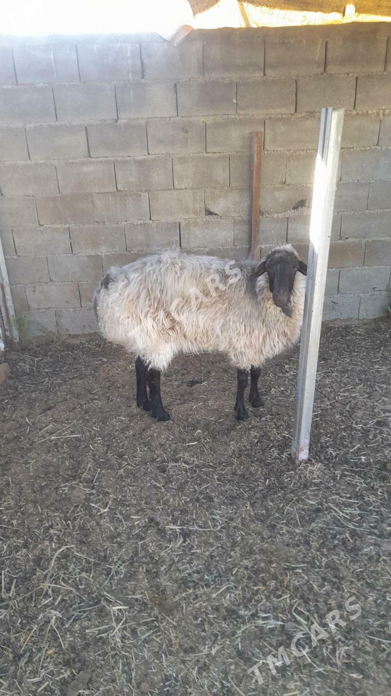 ýaş öweç goýun - Ýalkym - img 3
