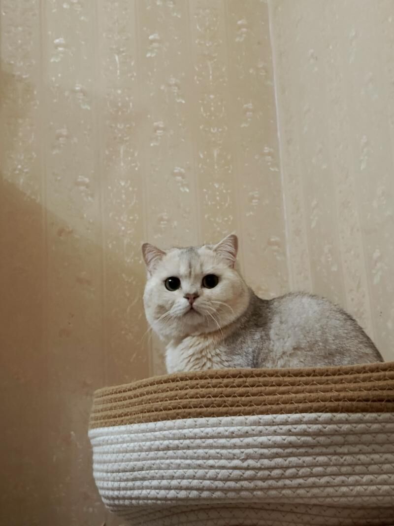 кот - Ашхабад - img 3