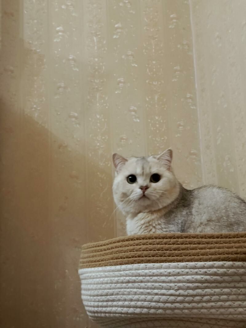 кот - Ашхабад - img 4